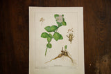 Original Live-Forever botanical watercolor on aged, heavy gauge paper, showing subtle tinting.