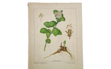 Vintage Live-Forever botanical watercolor by Greeley: green leaves, white flowers, detailed roots.