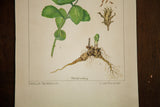 R.H. Greeley's signature, botanical names 