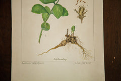 Live-Forever Botanical Watercolor R.H. Greeley // ONH Item 1389 Image 3