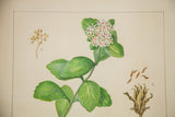 Live-Forever botanical watercolor detail of vibrant white-pink flowers, green leaves, and dried elements.