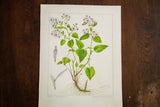R.H. Greeley's 1938 signature on the original Heart-Leaved Aster botanical watercolor illustration.
