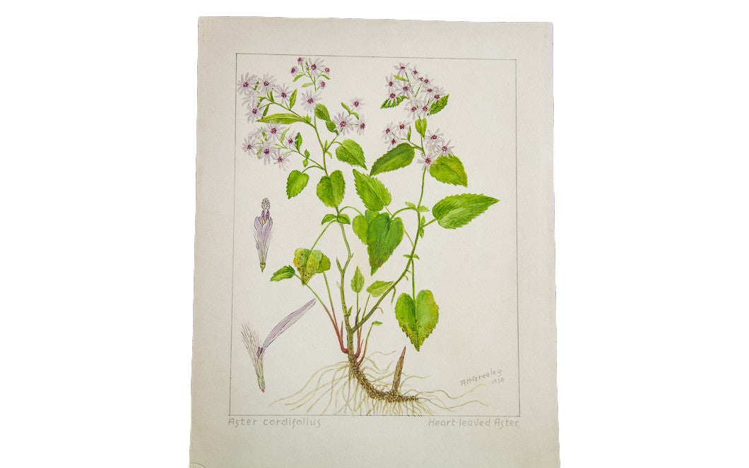 Original botanical watercolor of the Heart-Leaved Aster with delicate purple flowers and exposed root system.