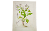 Original botanical watercolor of the Heart-Leaved Aster with delicate purple flowers and exposed root system.