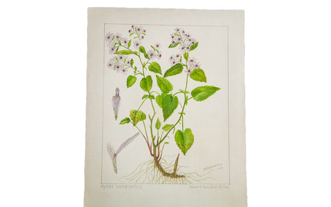 Heart-Leaved Aster Botanical Watercolor R.H. Greeley // ONH Item 1390