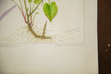Artist's pencil signature, R.H. Greeley 1938, on the original botanical watercolor.
