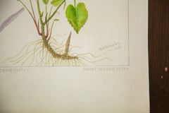 Heart-Leaved Aster Botanical Watercolor R.H. Greeley // ONH Item 1390 Image 3