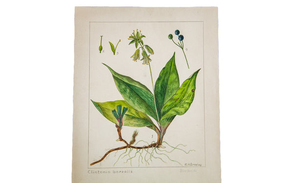 Blue Beads Botanical Watercolor R.H. Greeley // ONH Item 1391