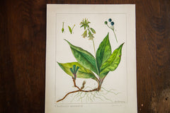 Blue Beads Botanical Watercolor R.H. Greeley // ONH Item 1391 Image 1