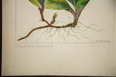 Blue Beads Botanical Watercolor R.H. Greeley // ONH Item 1391 Image 3