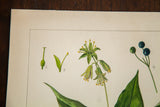 Vibrant blue berries and detailed green flowers in the Clintonia Borealis watercolor.