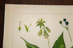 Blue Beads Botanical Watercolor R.H. Greeley // ONH Item 1391 Image 4