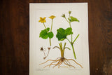 Botanical watercolor detail of Marsh Marigold roots, R.H. Greeley signature, plant names.