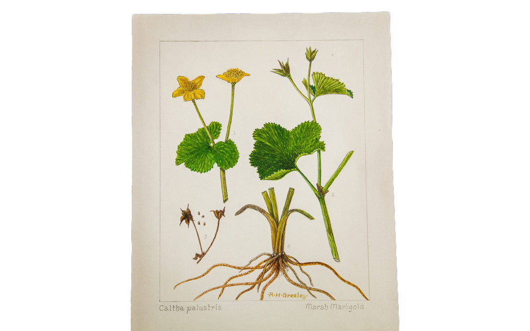 Marsh Marigold Botanical Watercolor R.H. Greeley // ONH Item 1392