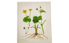Marsh Marigold Botanical Watercolor R.H. Greeley // ONH Item 1392