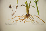 Vintage Marsh Marigold watercolor roots with R.H. Greeley signature and botanical names.