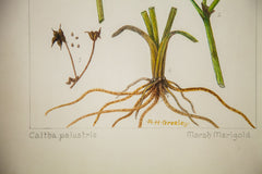 Marsh Marigold Botanical Watercolor R.H. Greeley // ONH Item 1392 Image 2