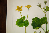Detail of a vintage Marsh Marigold watercolor, with rich green leaves and bright yellow flowers.
