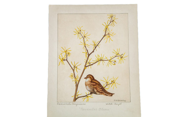 Witch-Hazel Botanical Watercolor R.H. Greeley // ONH Item 1393