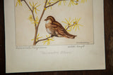 Artist signature R.H. Greeley and Witch-hazel title on vintage botanical watercolor.