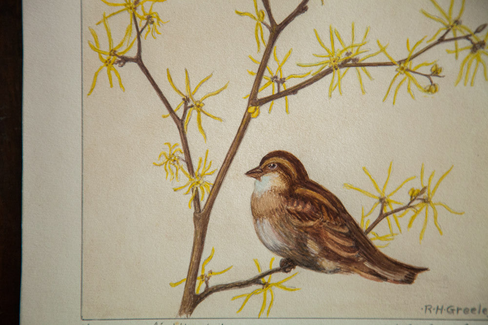 Witch-Hazel Botanical Watercolor R.H. Greeley // ONH Item 1393 Image 1