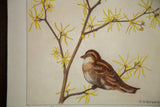 Detail of vintage watercolor with perched bird, yellow Witch-Hazel flowers, signed R.H. Greeley.