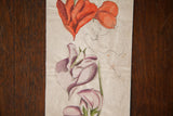 Unfinished ink outline between red and purple orchids on antique watercolor sketch with spots.