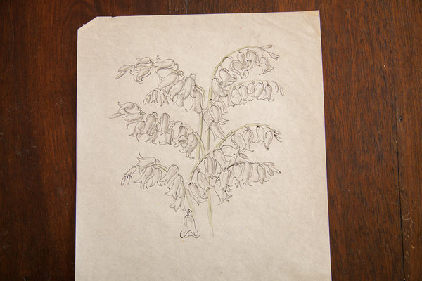 Antique Bell Shaped Flowers in Watercolor, Casual Sketch Series // ONH Item 1396