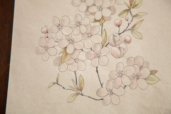 Antique Prunus Watercolor, Casual Sketch Series // ONH Item 1398