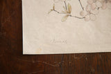 Antique Prunus watercolor with hand-penciled title and lower left corner discoloration.