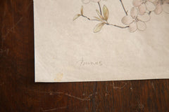 Antique Prunus Watercolor, Casual Sketch Series // ONH Item 1398 Image 3