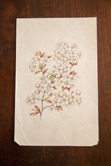 Rounded lower left corner of the antique Prunus watercolor, showing lavender and bronze flowers.
