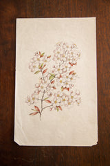 Antique Saturated Prunus Watercolor, Casual Sketch Series // ONH Item 1399 Image 3