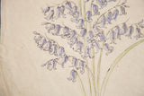 Casually detailed soft royal blue bell flowers with thin black lines on aged watercolor paper.