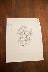 Creased lower right corner of 1870s antique Magnolia Stellata watercolor, handwritten title.