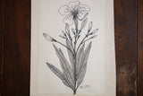 Blossoming plant ink drawing on aged paper, detailed lines, signed Marie C. Feldi.