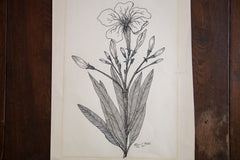 Blossoming Plant in Ink // ONH Item 1409