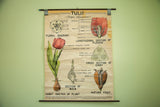 Vintage 1947 Tulip Science Chart // ONH Item 1435