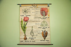 Vintage 1947 Tulip Science Chart // ONH Item 1435