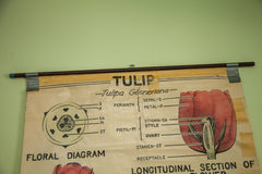 Vintage 1947 Tulip Science Chart // ONH Item 1435 Image 1