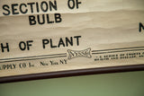 Vintage 1947 Tulip Science Chart // ONH Item 1435 Image 3