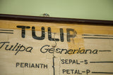 Vintage 1947 Tulip Science Chart // ONH Item 1435 Image 7