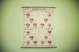 Vintage 1941 Fruit Fly Genetics pull-down chart, red and white eyed fruit flies.