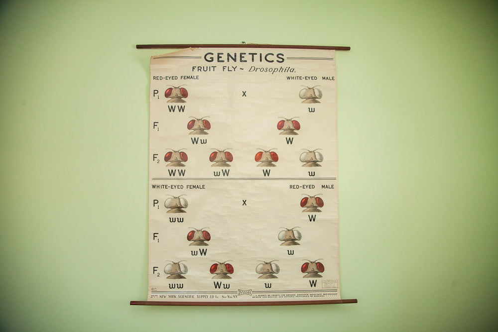 Vintage 1941 Fruit Fly Science Chart // ONH Item 1436