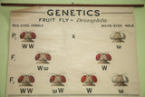 Top left section of vintage fruit fly chart with 'GENETICS' and red-eyed female.