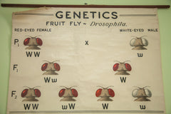 Vintage 1941 Fruit Fly Science Chart // ONH Item 1436 Image 1