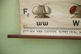 Vintage 1941 fruit fly chart detail: New York Scientific publisher and wooden dowel.