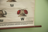 Lower part of 1941 science chart displaying genetics text and brown wooden dowel.