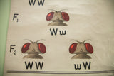 Vintage chart detail: F1, F2 fruit fly heads with red eyes and genetic codes.