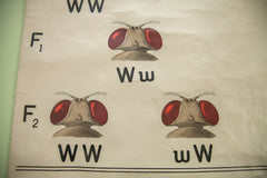 Vintage 1941 Fruit Fly Science Chart // ONH Item 1436 Image 4